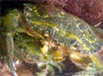 Manche Atlantique flaque d'eau crabe vert