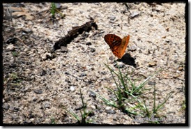 CampingUrbion (1)