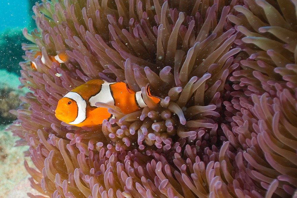 [Barrier%2520Reef%255B3%255D.jpg]