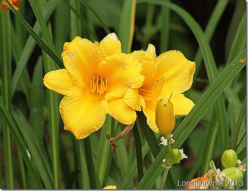 Lily_StelladeOro_Hemerocallis