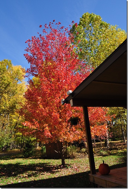 fall colors