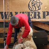 Getting Ready to Shear the Sheep -- Queenstown, New Zealand