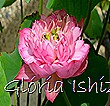 Glória Ishizaka - Flor de Lótus -  Kyoto Botanical Garden 2012 - 12