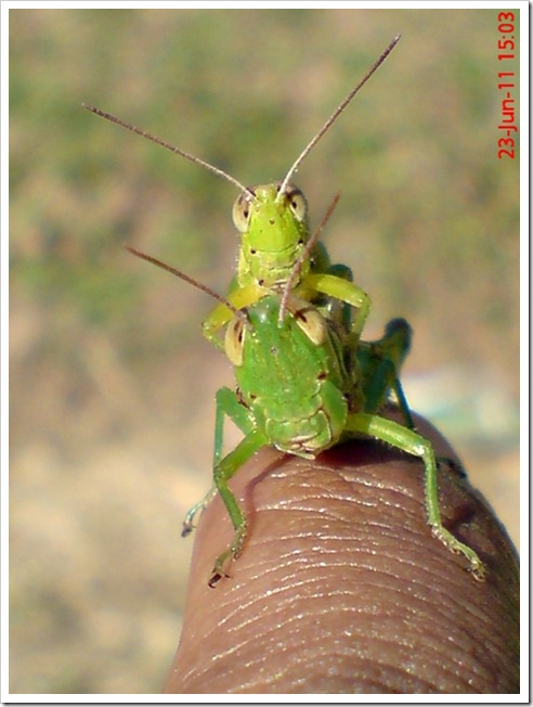 Oxya chinensis mating_grasshopper mating