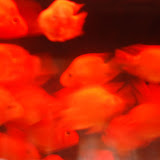 Shanghai - Pets market - Poissons in motion rouge