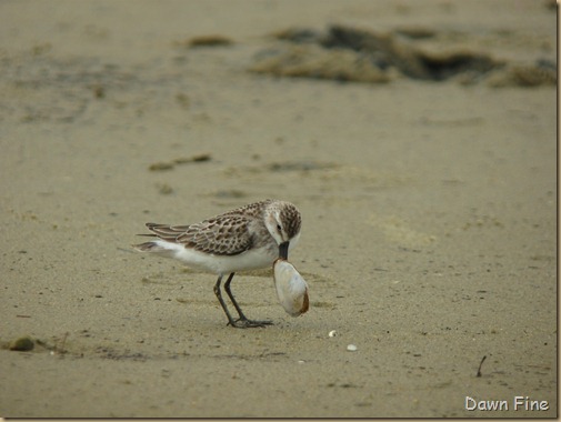 sandpiper with clam stuck_002