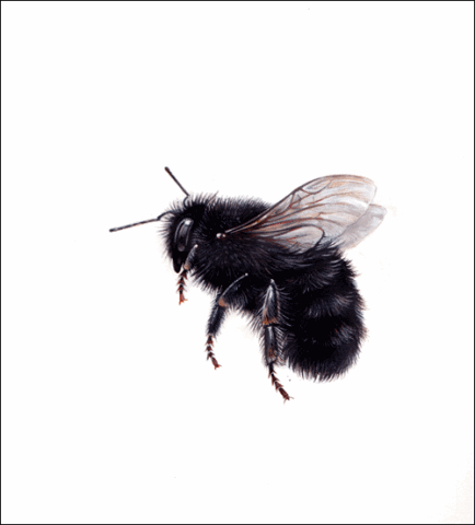 [new-bee-bg%255B7%255D.gif]
