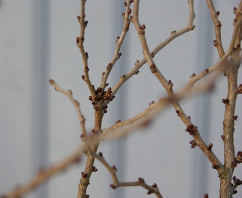 16 Prunus incisa 'Kojou-No-Mai