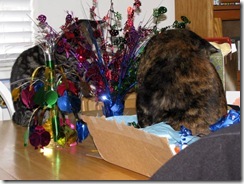 IMG_0003 IMG_0003