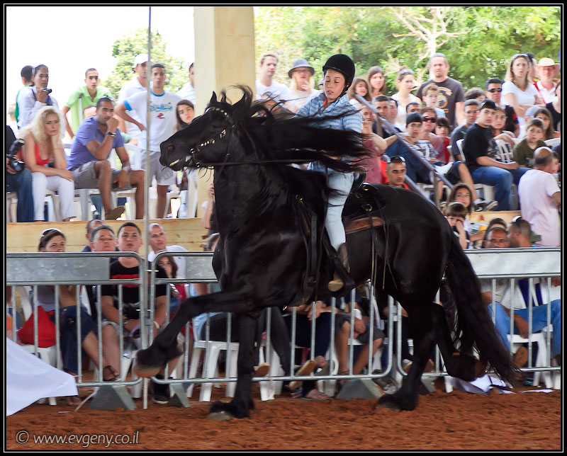 il/Фото: Stallion Show 2011 (20110416 stllion show 098 2464)