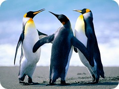 Penguins