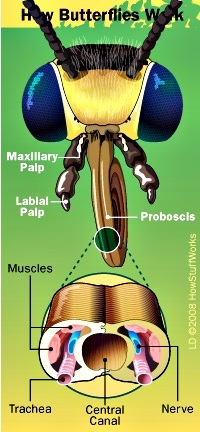 Anatomi probosis