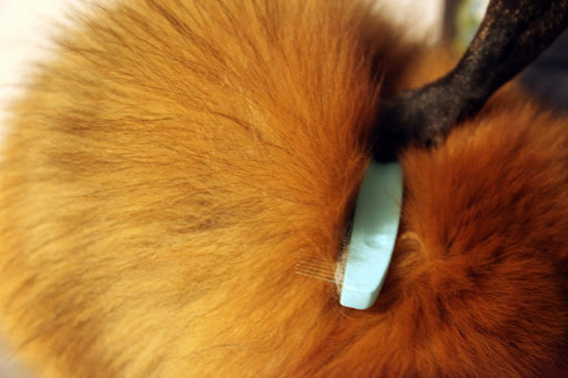 I'm going to run this comb gently through to pick up some of your undercoat.  Regular brushing also reduces the amount of shedding, keeping hair off clothes, furniture, and floors!