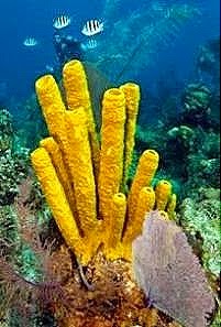 [porifera-sponges-2%255B8%255D.jpg]
