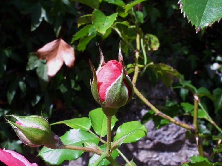 DSCF9633 DSCF9633