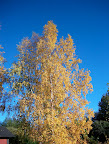 Birch in autumn