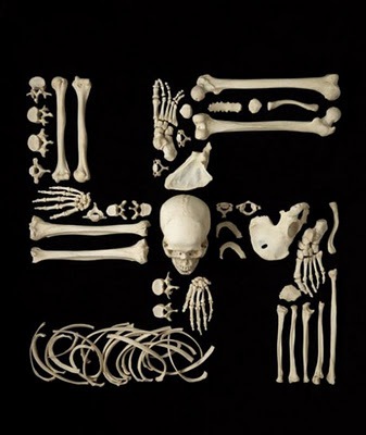 [Francois-Robert-Bones-art-13%255B8%255D.jpg]