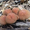 Psathyrella