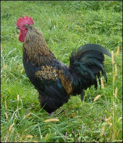 rooster3