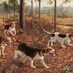 1024-beagle-7.jpg
