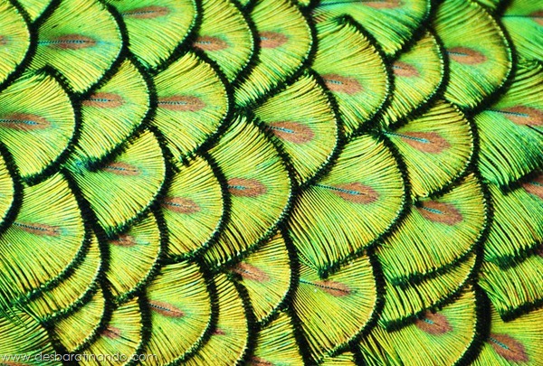 natureze-nature-padrao-pattern-desbaratinando (9) natureze-nature-padrao-pattern-desbaratinando (9)