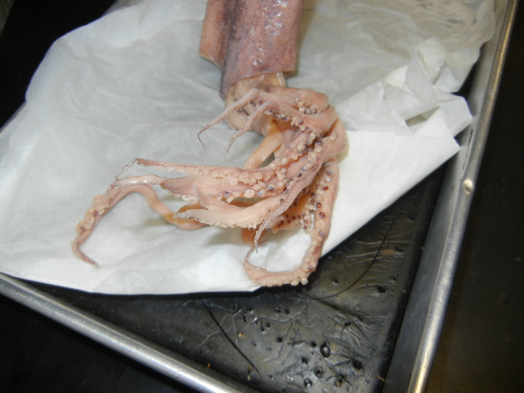 squid_external (1).JPG