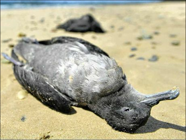 A mutton bird washed ashore on the beach of Teewah, North Shore, Queensland, Australia, 28 November 2013. 25,000 dead birds were found between Noosa North Shore and Caloundra, and given the range of the deaths and numbers being reported, as many as five million birds may have died. All birds tested by vets were found to be emaciated and starving. Photo: Sunshine Coast Daily