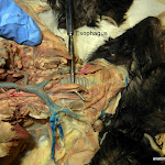 esophagus_L.JPG