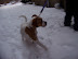 Playing in the Snow