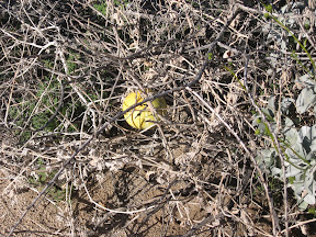 MountLaguna 037.jpg