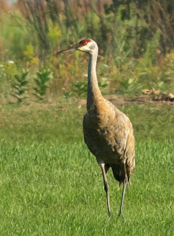 [crane%25202%252008%252025%25202012%255B5%255D.jpg]