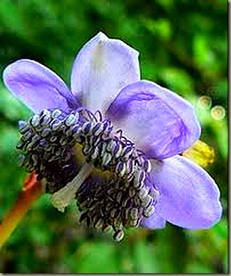deinanthe