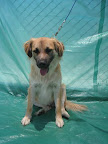 Pifas. Macho 2 años. Muy cariñoso, muy activo, un poco brusco para jugar