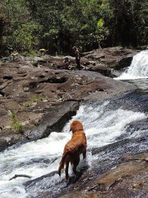 Dogs Trekking 6 (278) Dogs Trekking 6 (278)