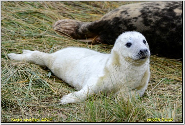 Donna Nook - November