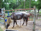 site B36 has 4 horse pens
