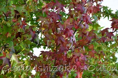 4 - Glória Ishizaka - Folhas de Outono