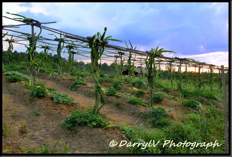 Kebun Buah Naga
