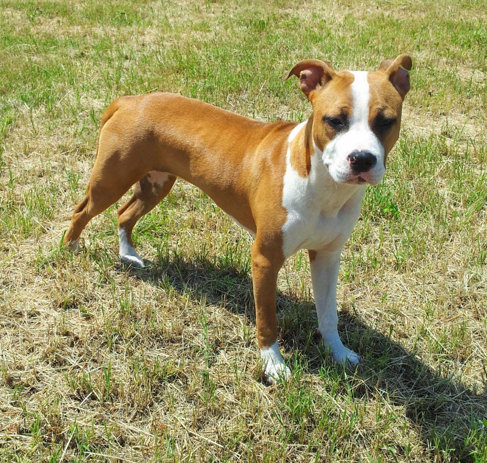 Zoe - Amore Zoe - Amore