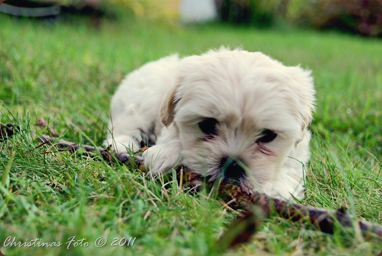 SONY DSC
