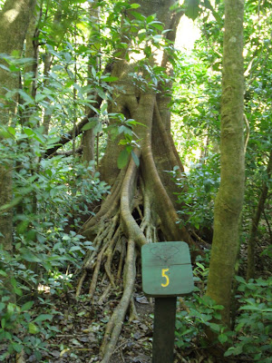 This tree is an example of a strangle-fig.  Strangle-figs get their beginnings when birds drop figs into the tops of trees.  The fig pit takes root in the tree-top, feeding parasitically from the host tree.  Eventually, the fig's roots reach the ground, smothering the host tree between the fig root-branches.  In some cases, you can see through strangle-figs where the host tree completely rotted underneath it.