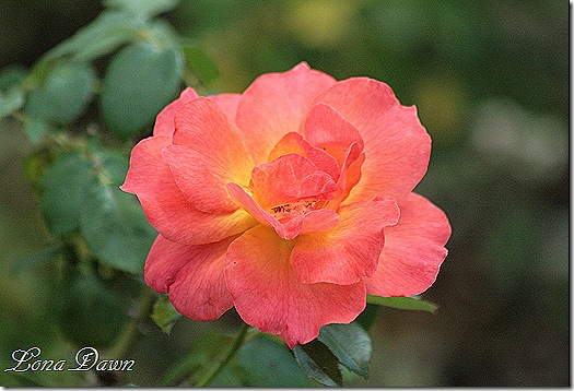 LG_LivinEasy_Floribunda