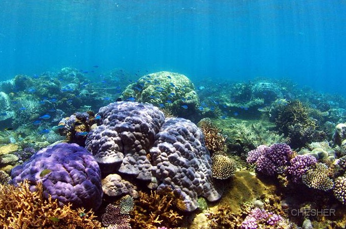 [new_caledonia_lagoon_coral_reef_ile_.jpg]