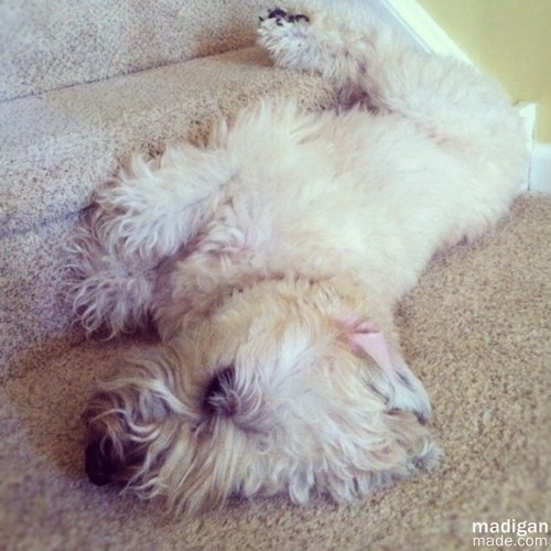 cute dog laying on steps