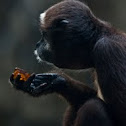 Brown Spider Monkey