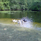geese_ducks_from_sacc.jpg