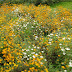 Yellow flowers abound
