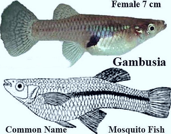 [Gambusia-mosquitoes-eat-fish%255B26%255D.jpg]