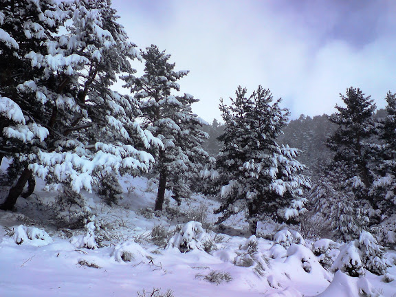 Mas nieve (Hoya del Toril)