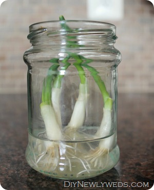 regrowing-green-onions